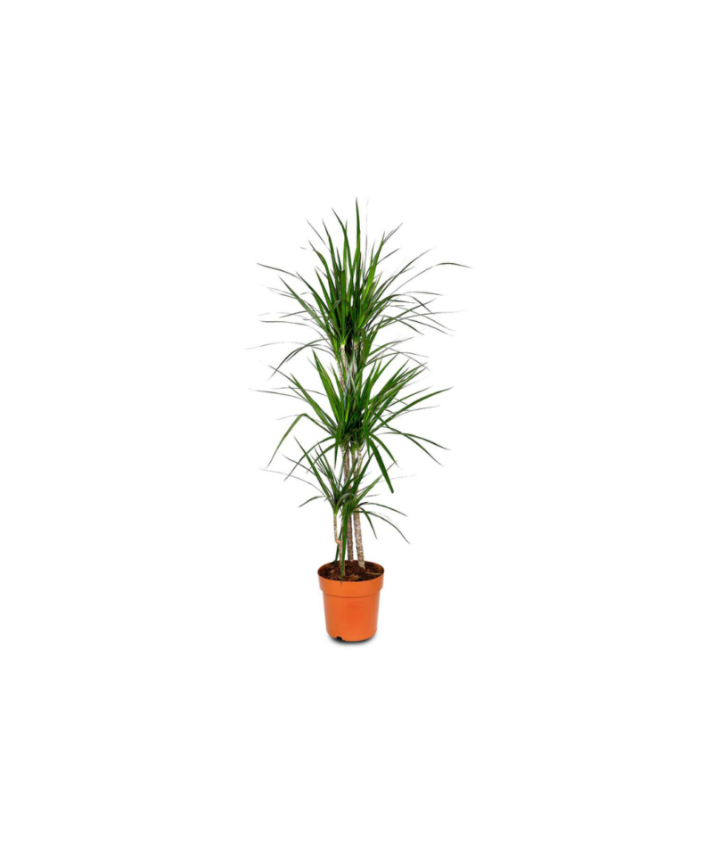 Plantă interior - Dracaena Marginata H120cm