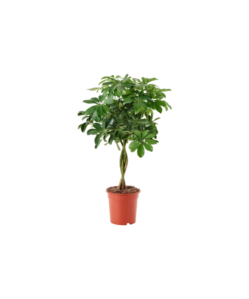 Plantă interior- Schefflera Arboricola H80cm