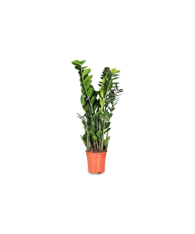 Plantă interior – Zamioculcas Zamiifolia ZENZI H100cm