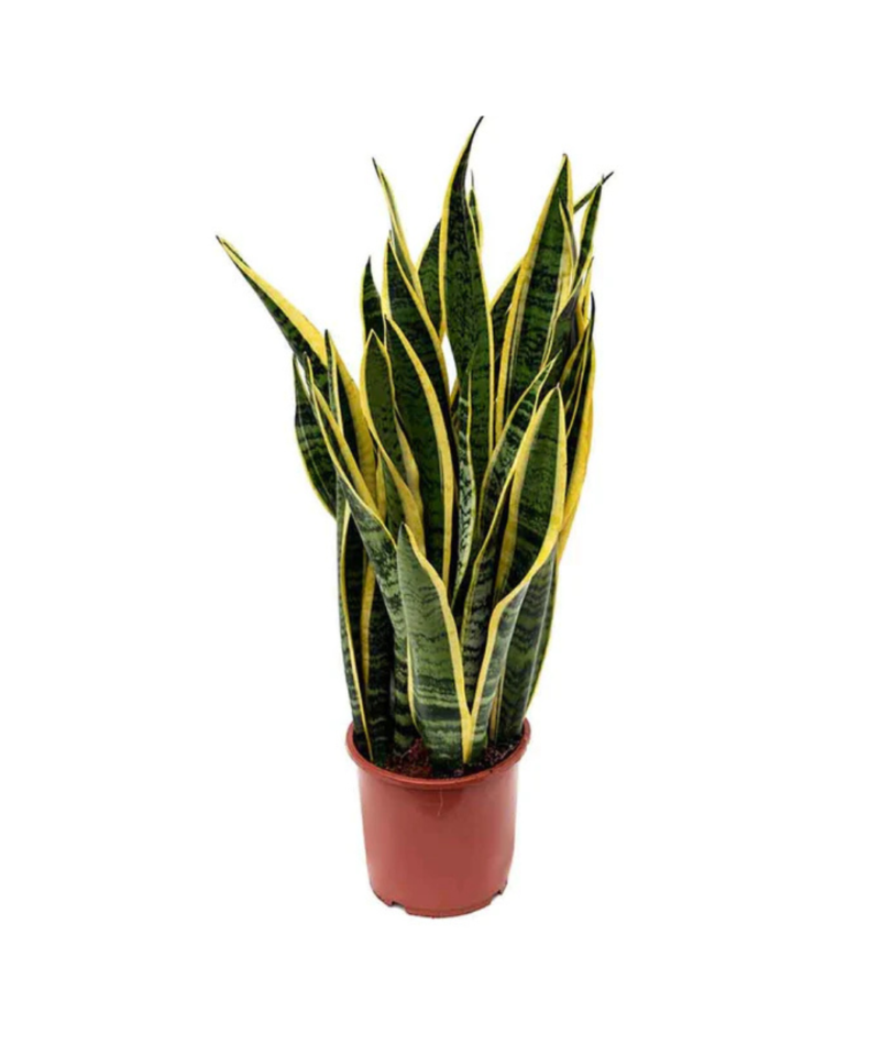 Plantă interior- Sansevieria L. (Limba Soacrei) H70